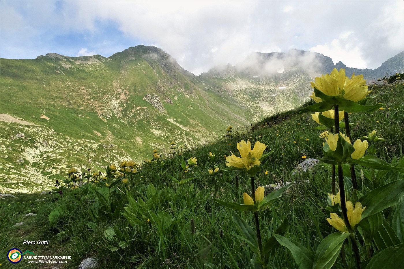 78 Il sent. 209A per i Laghi di Caldirolo fiorito di...genziana punteggiata (Gentiana punctata).JPG